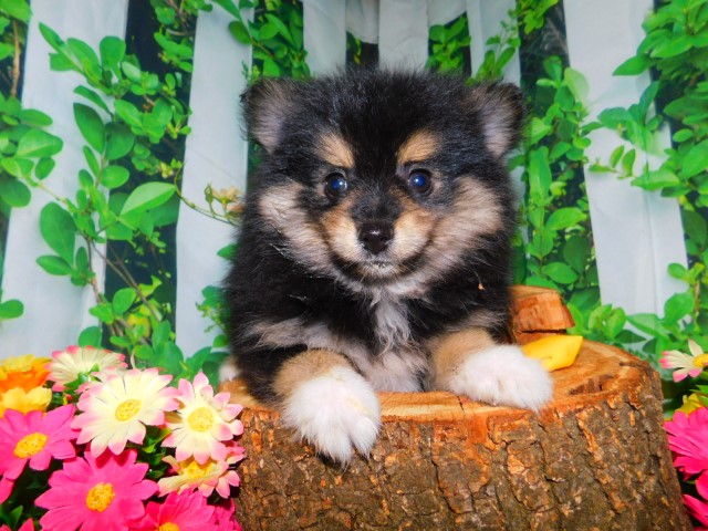 Pomeranian puppy for sale + 65812