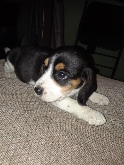 I have 6 Female beagle puppies for sale