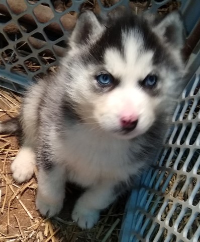 Siberian Husky puppy for sale + 61469