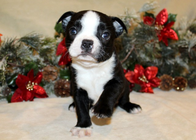 Boston Terrier puppies, AKC Registered, champion bloodlines!!