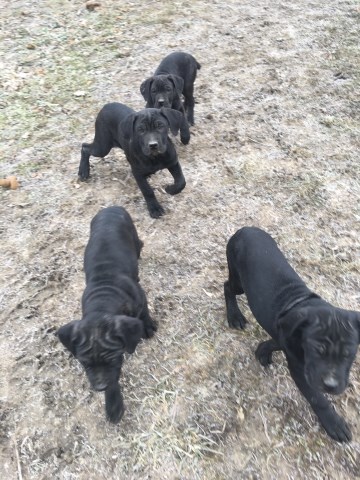 Cane Corso Puppy Dog For Sale In Columbus Ohio