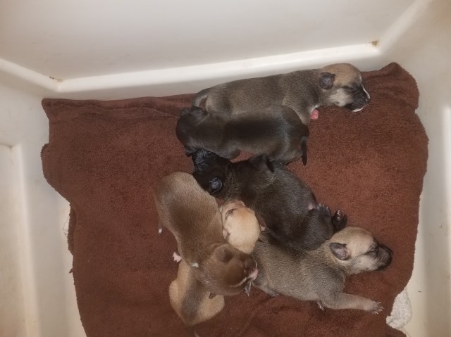 American Pit Bull Terrier puppy for sale + 49470