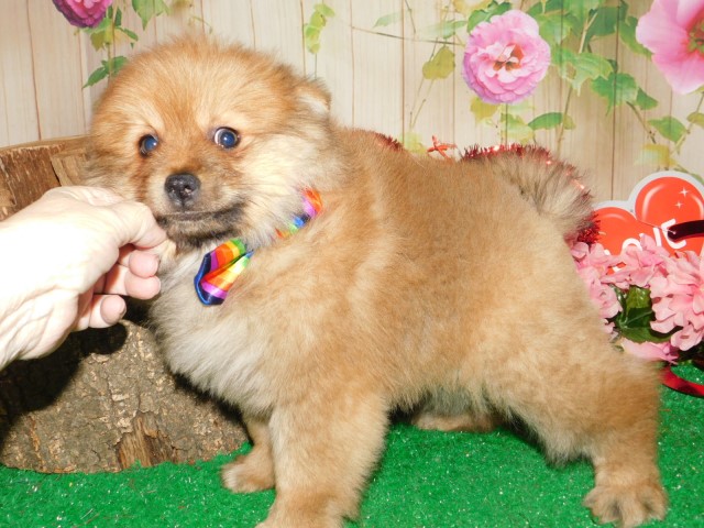 Pomeranian puppy for sale + 65473