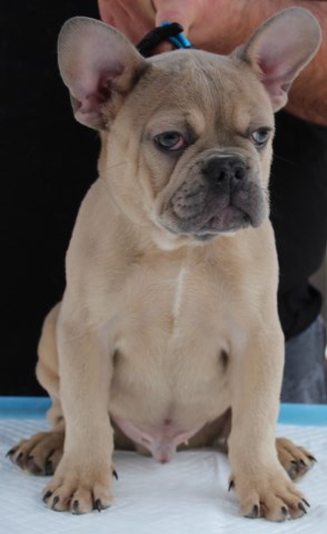 French Bulldog puppy for sale + 60007