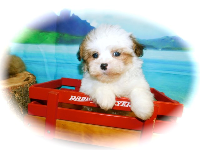 Chicago Shihpoo Babies. Nonshedding/Allergy free. Financing!