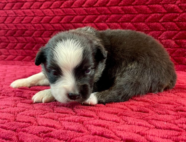 Vermont - Mini Australian Shepherd Puppy