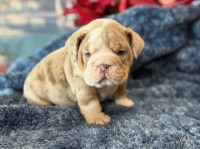 English Bulldog thumbnail