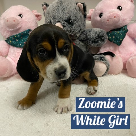 Beagle puppy for sale + 66397