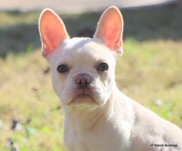 French Bulldog puppy for sale + 66329