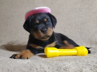 Rottweiler thumbnail