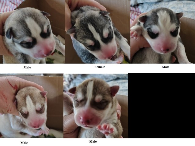 AKC Siberian Husky Champion  lines