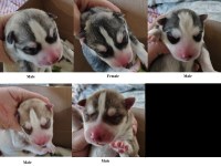 Last Puppy Listed
