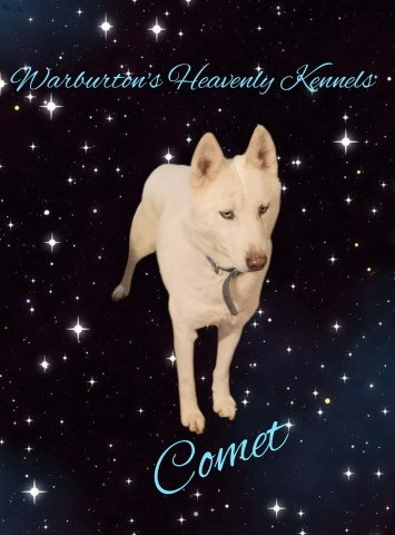 Siberian Husky puppy for sale + 66945