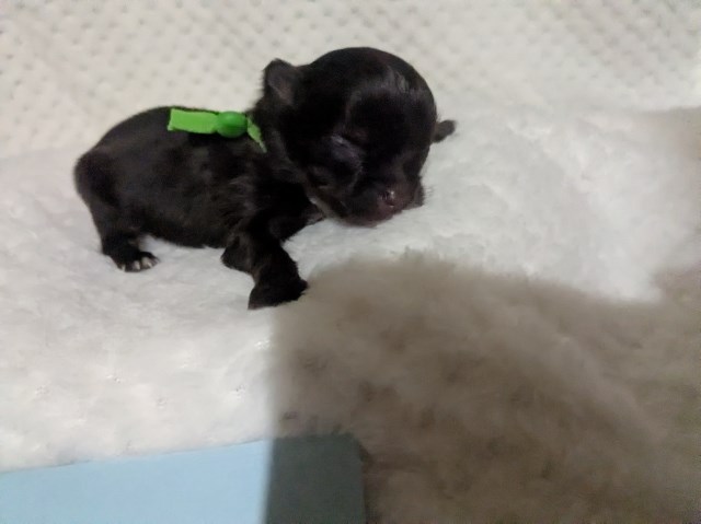 LC Chihuahua Puppies