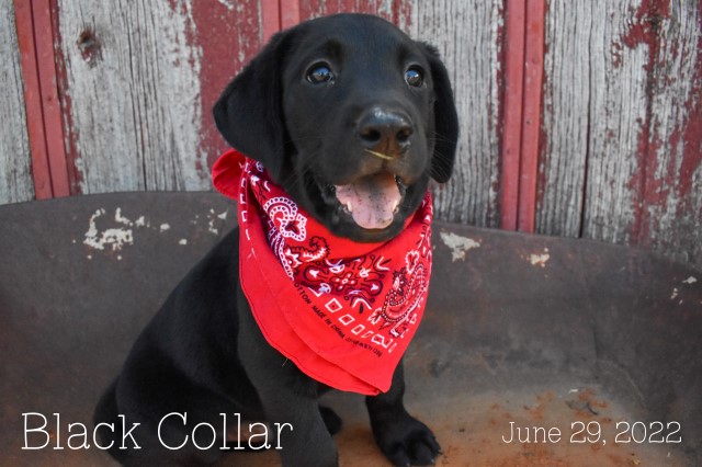 AKC Registered Labrador Retreiver