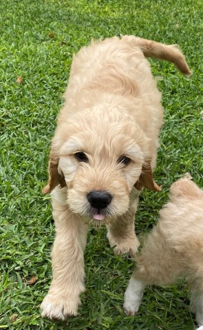 Goldendoodle puppy for sale + 61549