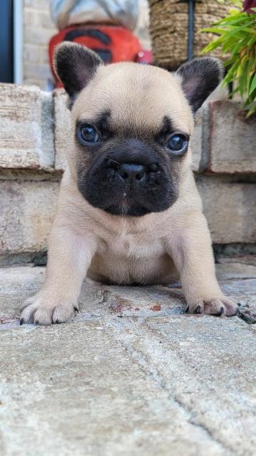 AKC French Bulldog Puppy TOBY