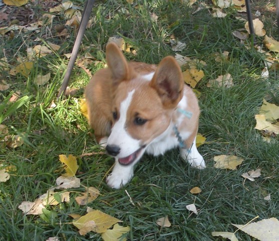 Pembroke Welsh Corgi puppy for sale + 66190