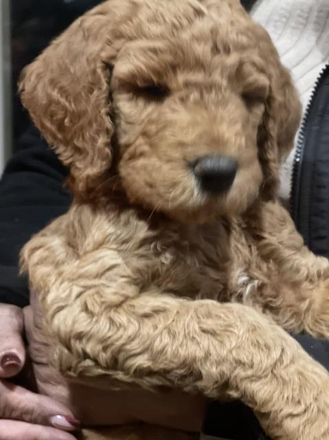 6 weeks - red - male goldendoodle
