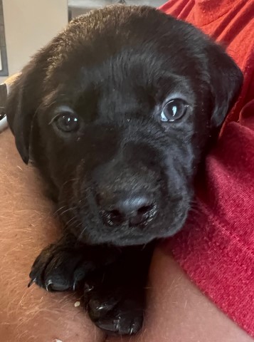 Labrador Retriever puppy for sale + 63182