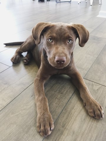 akc registered lab chocolate dog