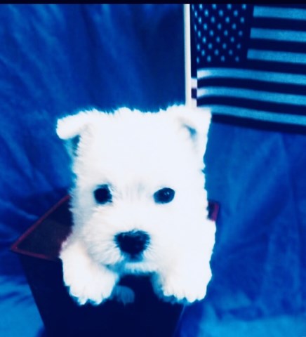 West Highland White Terrier puppy for sale + 58170