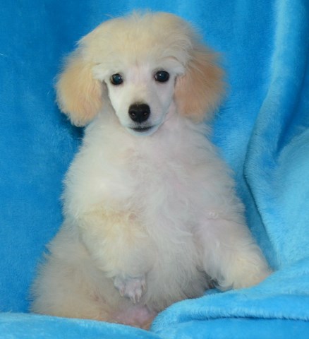 Poodle Toy puppy for sale + 53641