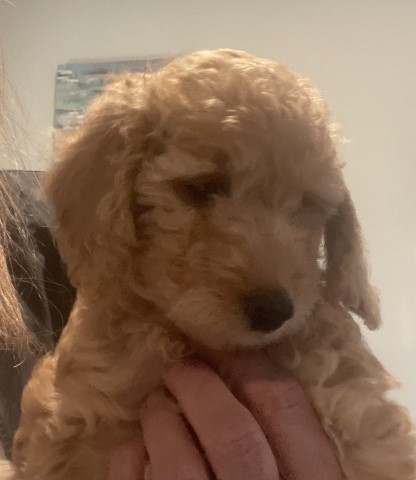 Goldendoodle puppy for sale + 63417