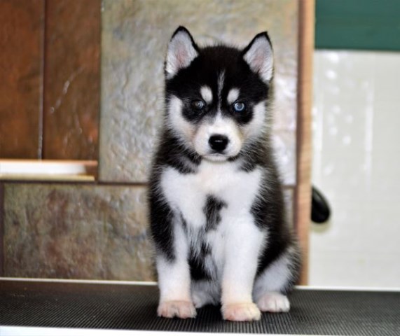 Siberian Husky puppy for sale + 59638