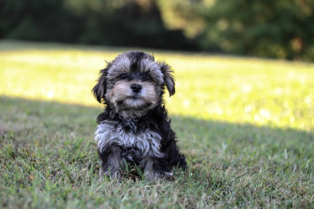 Yorkshire Terrier puppy for sale + 50390