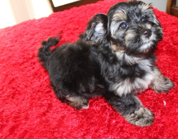 Havanese puppy for sale + 63488