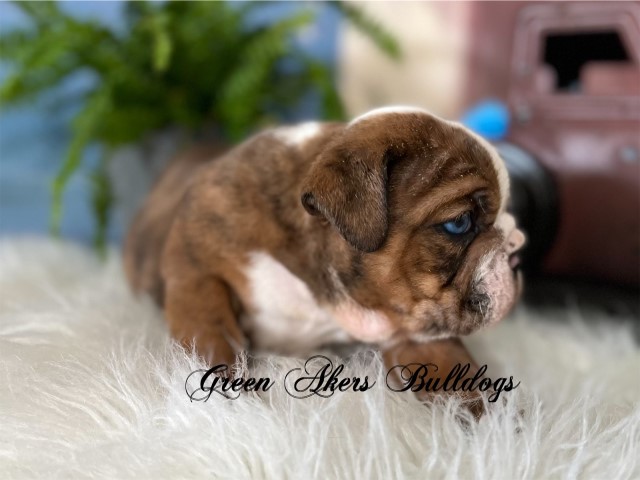 English Bulldog puppy for sale + 63670