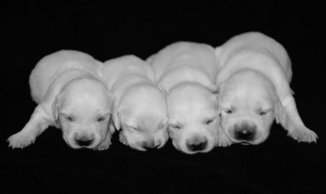 English Golden Retriever Puppies