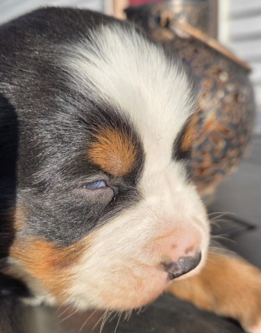 Bernese Mountain Dog puppy for sale + 67107