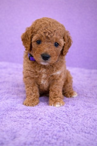 Goldendoodle puppy for sale + 67043