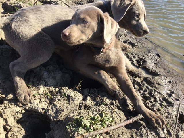 Silver Lab Puppies