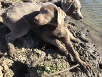 Silver Lab Puppies Labrador Retriever for sale/adoption
