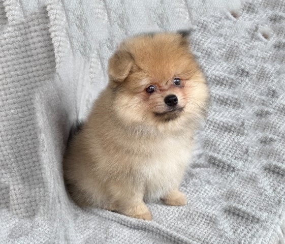 Pomeranian puppy for sale + 67121
