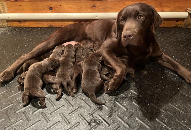 AKC Chocolate Labrador Retreiver Puppies