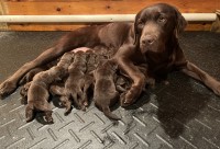 AKC Chocolate Labrador Retreiver Puppies Labrador Retriever for sale/adoption