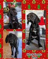 Roxy Great dane Great Dane for sale/adoption