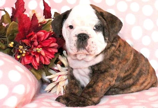 Say hello to Hayden, he is a gorgeous English Bulldog puppy.