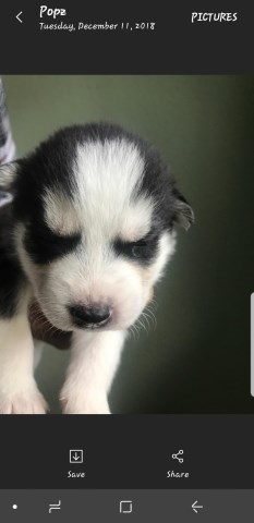 Siberian Husky puppy for sale + 54819