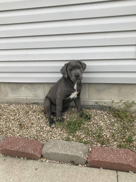 Cane Corso puppy for sale + 63433