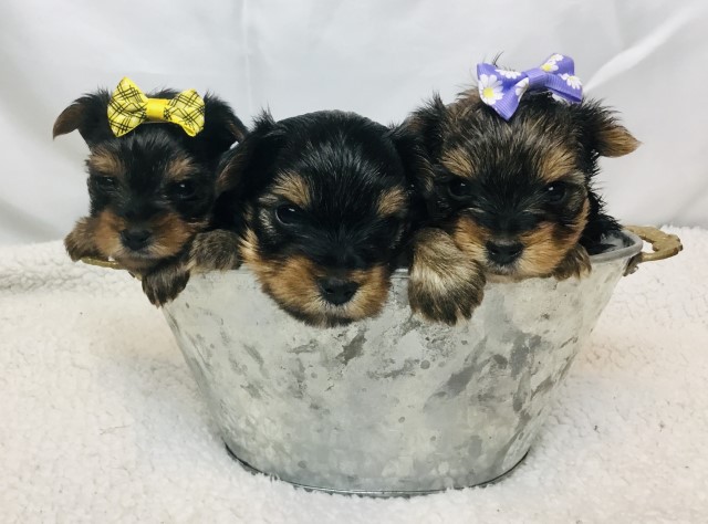 Yorkshire Terrier puppy for sale + 63817