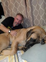 AKC English Mastiff puppies for sale Mastiff for sale/adoption