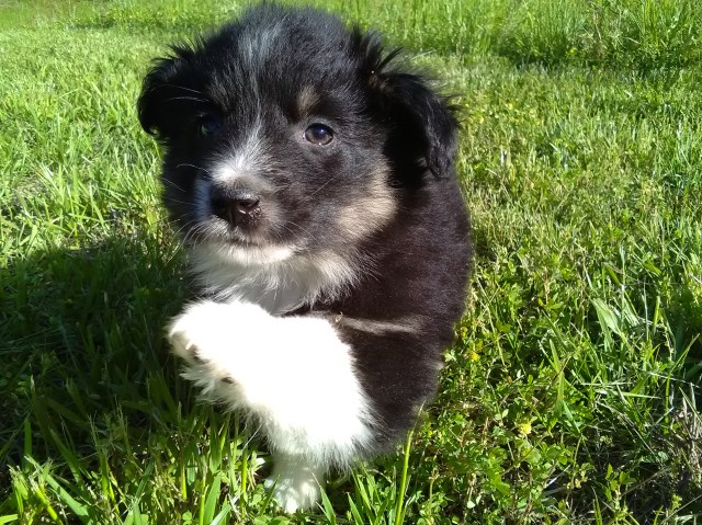 Miniature Australian Shepherd puppy for sale + 52747