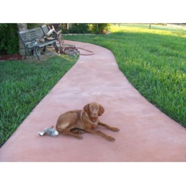 Vizsla puppy dog for sale in Lake Wales, Florida