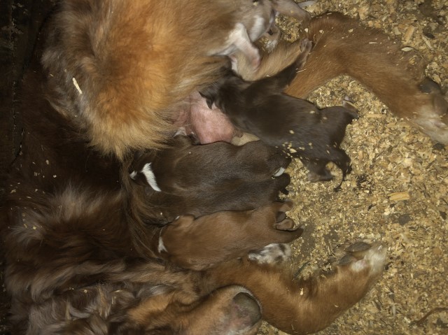 Australian Shepherd Dog puppy for sale + 64408