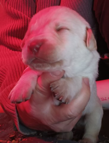 AKC Lab Puppies